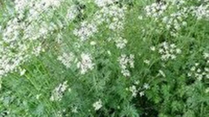 تولید سلانه بیش از ۳۰هزار تن گیاه دارویی درخراسان شمالی