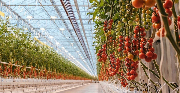 خسارات بالای قطع برق به گلخانههای بوشهر