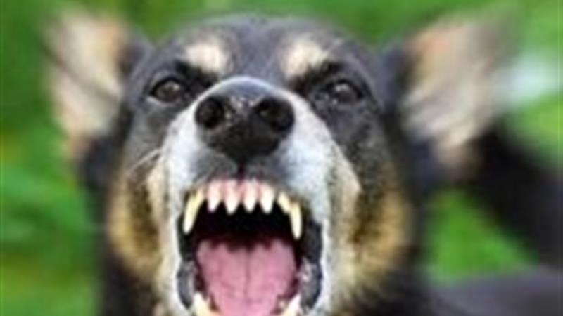 ثبت هزار و 516 مورد گازگرفتگی حیوان در اسفراین