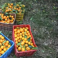 مرکبات سلاحی برای مبارزه با افسردگی