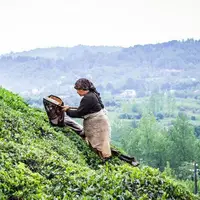 ۷۸ هزار تن برگ سبز چای در استان‌های گیلان و مازندران خریداری شد