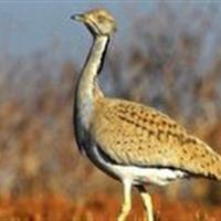 دستگیری ۲۴متخلف محیط زیستی در خراسان جنوبی