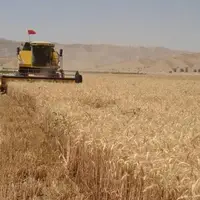 نماینده مجلس: مابقی مطالبات گندمکاران خوزستانی هرچه سریع‌تر پرداخت شود