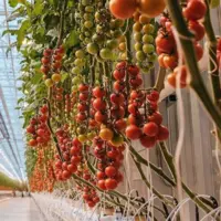 خسارات بالای قطع برق به گلخانه‌های بوشهر