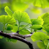 برگ درختی که از لخته شدن خون پیشگیری می‌کند