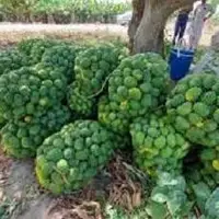 اختصاص بیش از ۲۰۰ هکتار از اراضی کشاورزی نیکشهر به کشت انبه