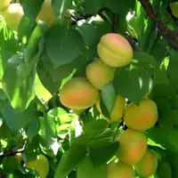 پیش‌بینی برداشت ۳ هزار تن زردآلو از باغات مراغه