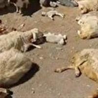 ۳۰رأس دام براثر آشامیدن آب آلوده تلف شدند