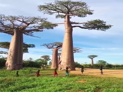 درخت های جالب در ماداگاسکار