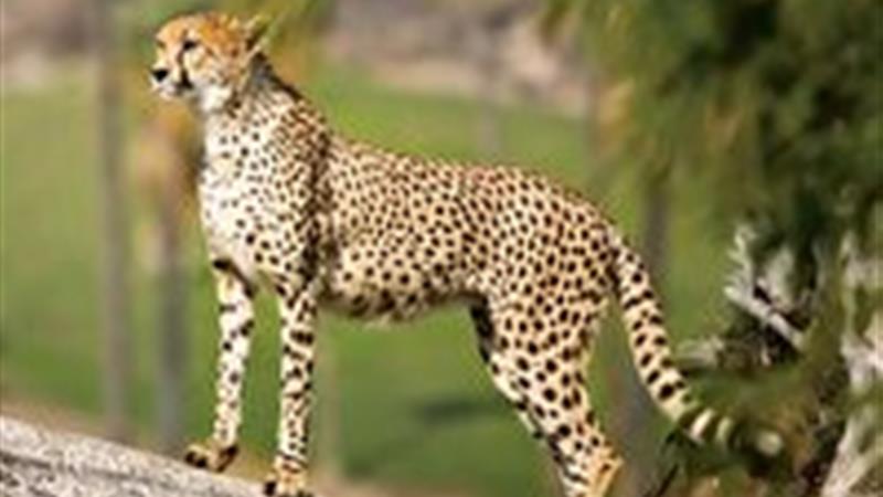ثبت حضور یوزپلنگ؛ نویدبخش پویایی در پناهگاه حیات وحش میاندشت