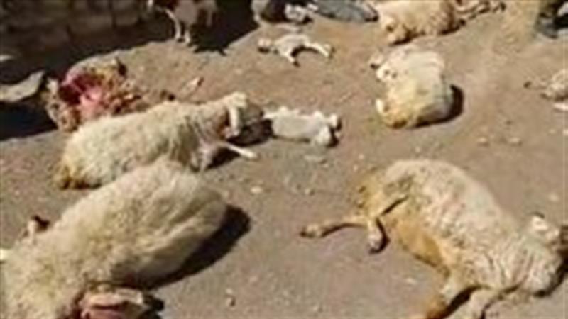 ۳۰رأس دام براثر آشامیدن آب آلوده تلف شدند