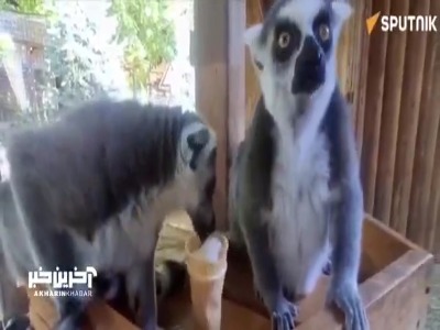 بستنی دادن به حیوانات یک باغ وحش برای مقابله با گرما