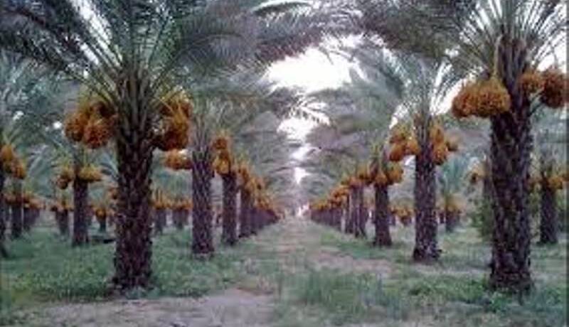 برداشت رطب نوبرانه نخیلات دشتستان بوشهر آغاز شد