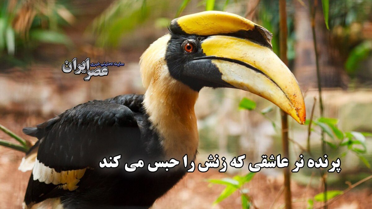 فداکاری عجیب یک پرنده؛ یک سال در اسارت پرنده نر برای فرزندان آینده!