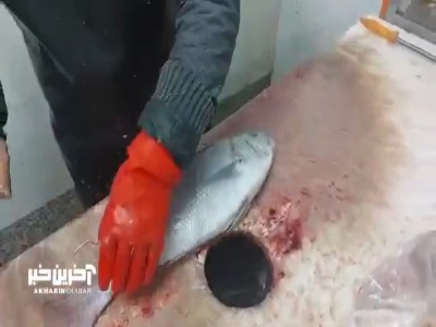 سرعت و مهارت یک ماهی فروش در برش ماهی تازه صید شده