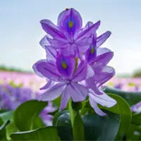 پای سنبل شیطانی به تالاب حیدرکلای بابل هم باز شد