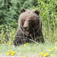 بررسی علت دقیق جراحت خرس قهوه‌ای در آمل