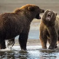 نمایش زنده مبارزه دو خرس برای گردشگران خوش‌شانس