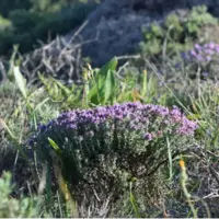 آویشن چه خواصی دارد؟