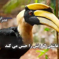 فداکاری عجیب یک پرنده؛ یک سال در اسارت پرنده نر برای فرزندان آینده!