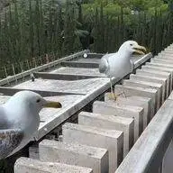 ویدیویی از رفتار بامزه دو پرنده که ۱۲ میلیون بازدید گرفت!