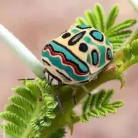 تصاویری از حشره ای زیبا به نام «پیکاسو»