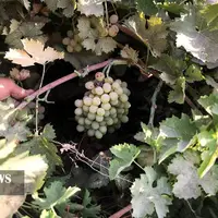 عکس/ آغاز برداشت انگور از تاکستان‌های خوزستان
