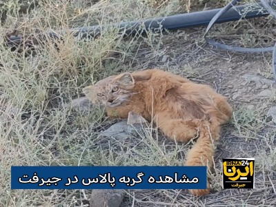 گونه کمیاب گربه پالاس در جیرفت مشاهده شد