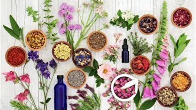 گیاهان پرخاصیت، فرصتی برای سلامتی و مداوا