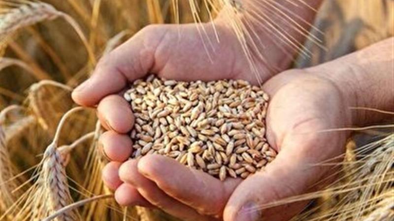رشد ۱۷۴ درصدی خرید تضمینی گندم زنجان نسبت به مدت مشابه