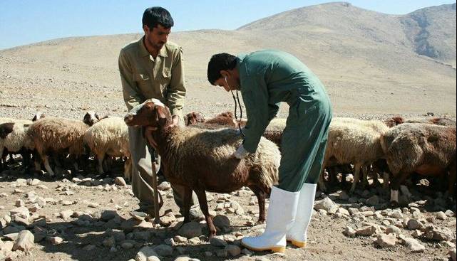 آمار تب مالت در کشور و هشدار پوشش ناکافی واکسیناسیون در دام‌ها