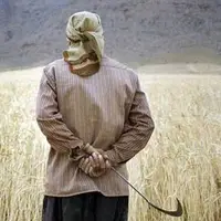 پیش‌بینی برداشت ۸۰ هزار تن گندم در چهارمحال و بختیاری