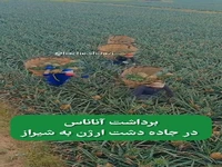 برداشت آناناس در جاده دشت ارژن به شیراز