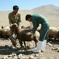 آمار تب مالت در کشور و هشدار پوشش ناکافی واکسیناسیون در دام‌ها