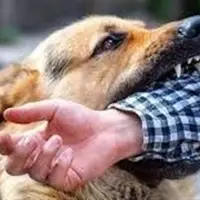 بیش از ۲۱ هزار حیوان‌گزیدگی در استان خوزستان ثبت شد
