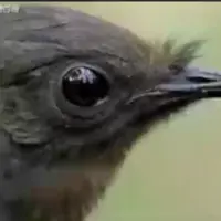 این پرنده برای جلب توجه صدای هر چیزی که در جنگل هست تقلید می‌کند!