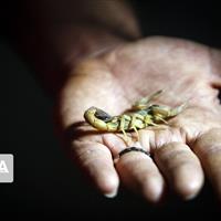ثبت ۸۱ هزار عقرب‌گزیدگی و ۸۳۰۰ مارگزیدگی در سال گذشته