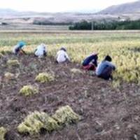 کار سخت زیر آفتاب داغ؛ اما دل‌هایی سرشار از امید