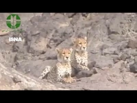 مشاهده ۲ یوزپلنگ آسیایی در منطقه یوزکنام سمنان