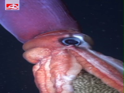 یک گونه ماهی مرکب چشم سیاه در  اعماق دریای سواحل شیلی