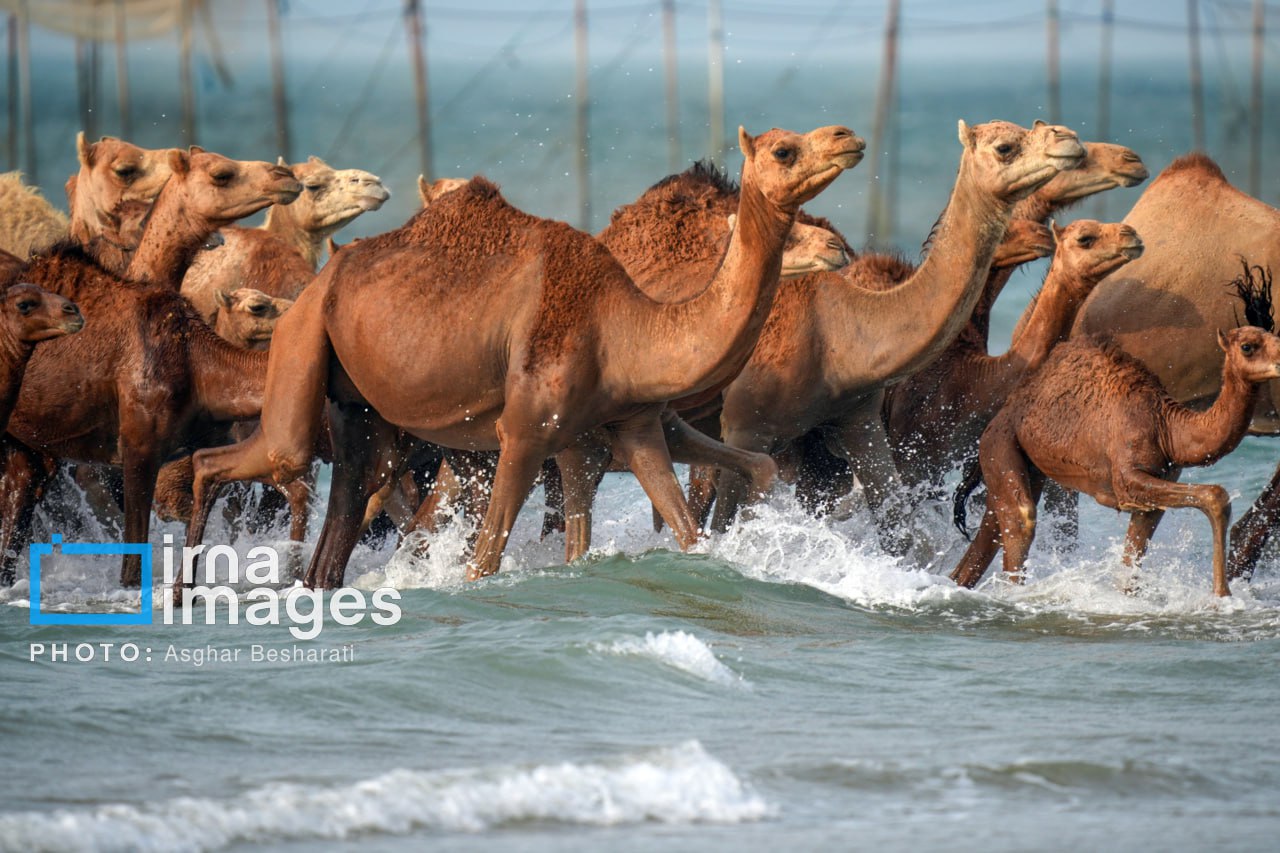 حمام شترها در خلیج فارس