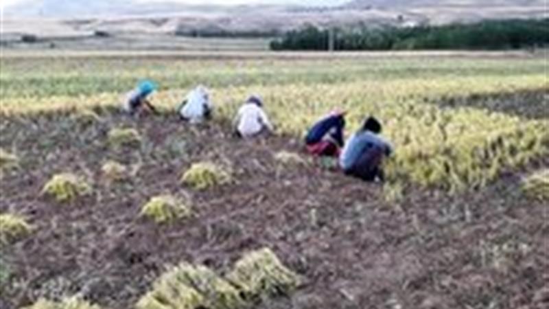 کار سخت زیر آفتاب داغ؛ اما دل‌هایی سرشار از امید