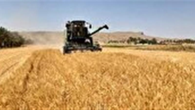 خرید گندم در خراسان شمالی از ۴۳ هزار تُن گذشت
