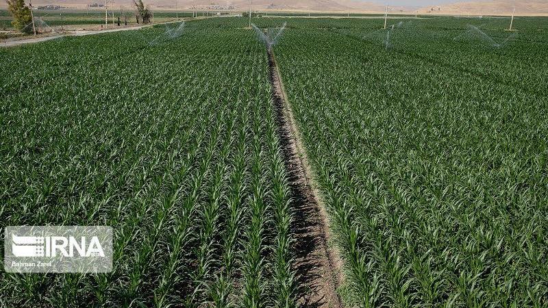 آبیسازی اراضی دیم از اولویتهای جهاد کشاورزی کردستان است