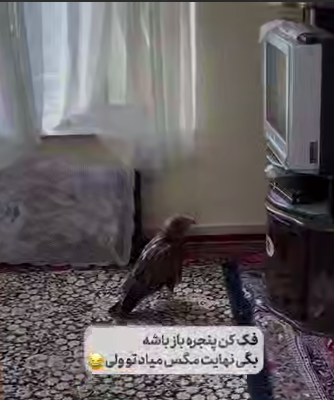 شاهین علاقه مند به اخبار!
