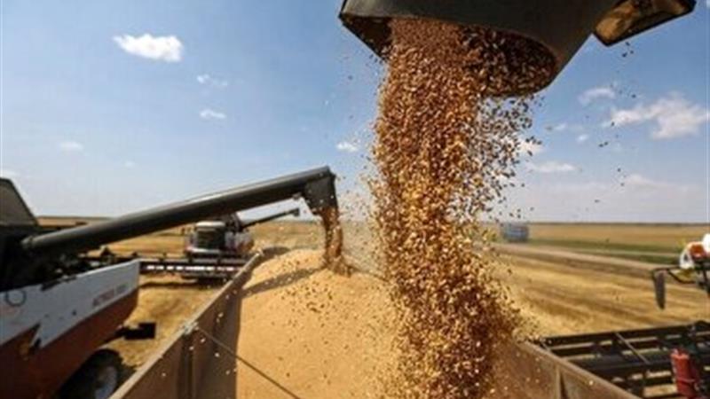عبور میزان خرید تضمینی گندم در استان مرکزی از ۷۱ هزار تن