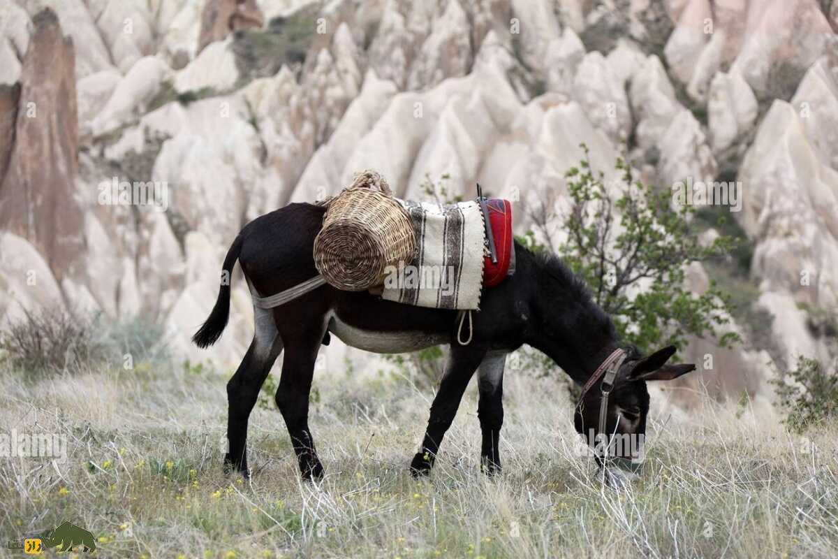 رونمایی از خرِ نابغه ریاضی که سرش تو حساب کتاب است!