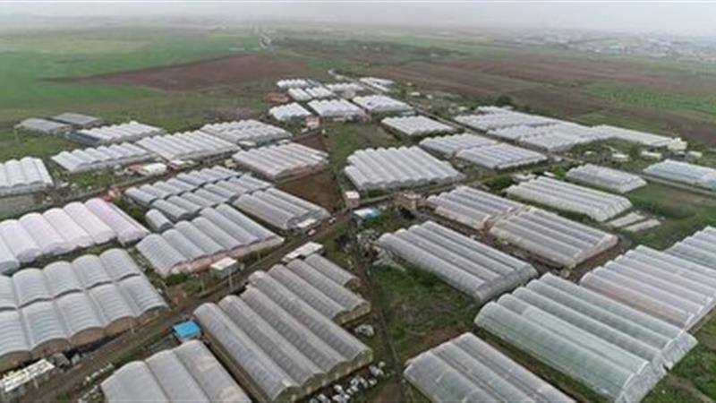 تولید سالیانه ۴۷ هزار تن محصول گلخانه ای در زنجان