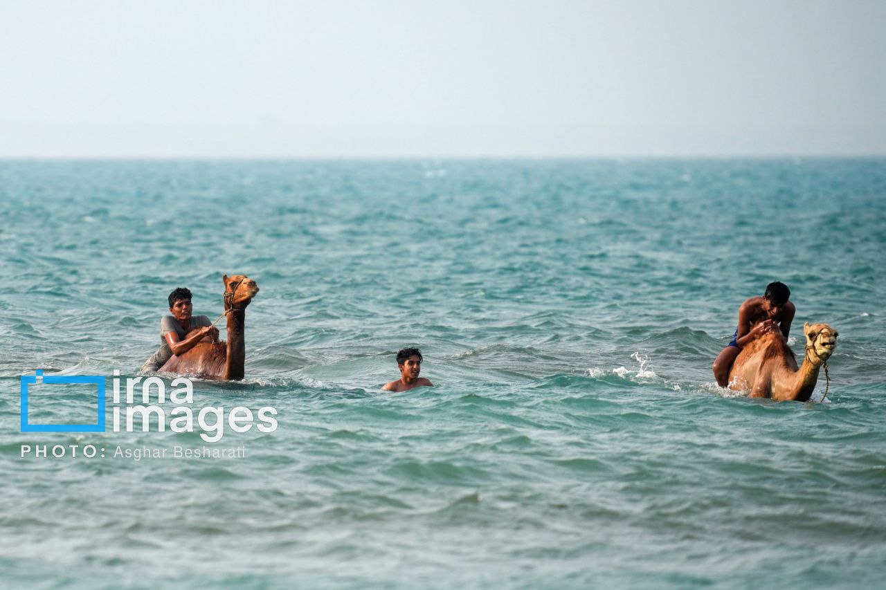 ​​​​​​​حمام شترها در جزیره قشم