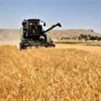 خرید گندم در خراسان شمالی از ۴۳ هزار تُن گذشت